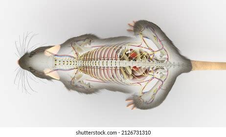 688 imágenes de Rat anatomy - Imágenes, fotos y vectores de stock | Shutterstock