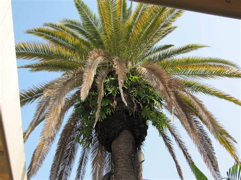 Palm Tree Care Tampa, Clearwater, St. PetersburgGreen Solutions LPC