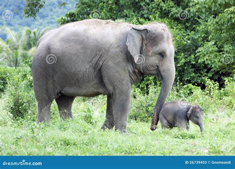 Mother and Her Baby Elephant Stock Image - Image of environment, mother: 26739453