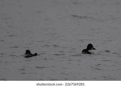 Female Goldeneye Duck Photos, Images & Pictures | Shutterstock