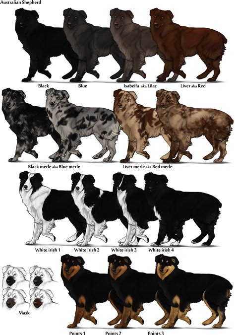 Download HD Image Australian Shepherd Color Chart Png Herding Dog ...