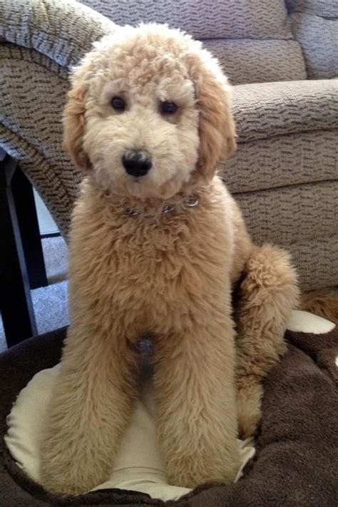 What a cutie!! from Music City Goldendoodles Goldendoodle Haircuts ...