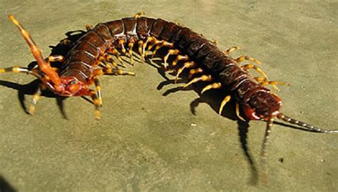 Amazonian giant centipede (scolopendra gigantea) | Always Learning!