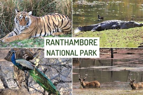 7 Best Things To Do in Ranthambore National Park | WildlifeZones