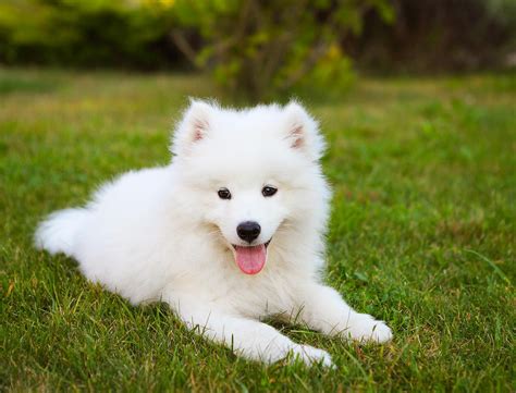 Samoyedo - Raza de perro - Mascotas - Hogarmania