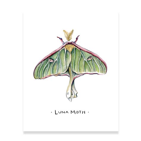 Luna Moth Watercolor Art Print | Etsy