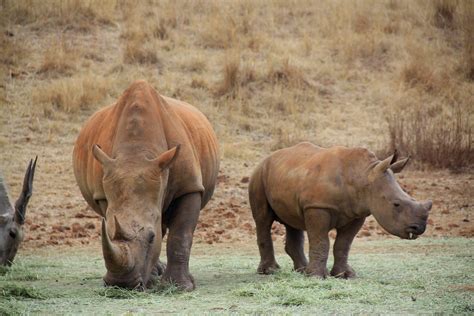 Rhino and Lion Park/Nature Reserve. South Africa. Aug/2013… | Flickr