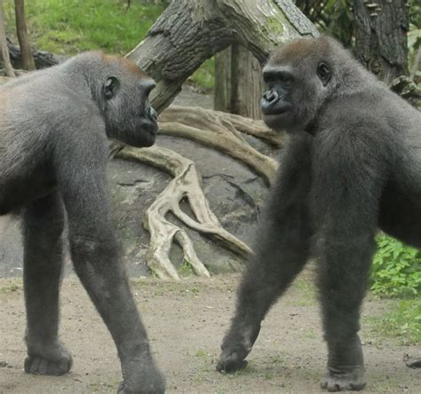 Fighting gorillas - Irish Mirror Online