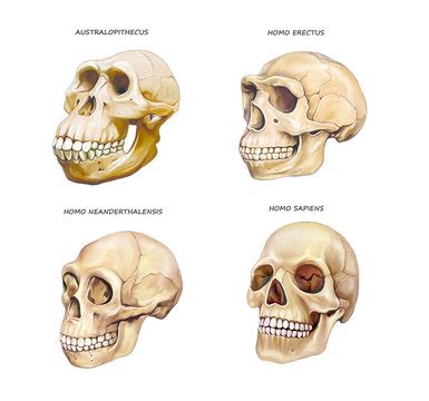 Neanderthal Skull Images – Browse 670 Stock Photos, Vectors, and Video | Adobe Stock