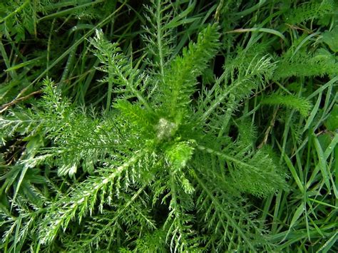 Yarrow, Woundwort, Milfoil, Staunchweed, Herbe Militaris, Achillea ...