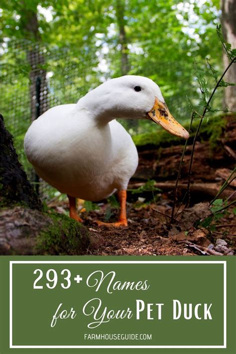 293 names for your pet duck – Artofit