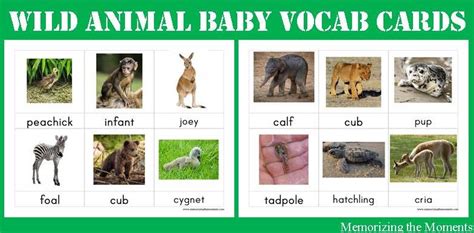 Wild Animals Images With Names