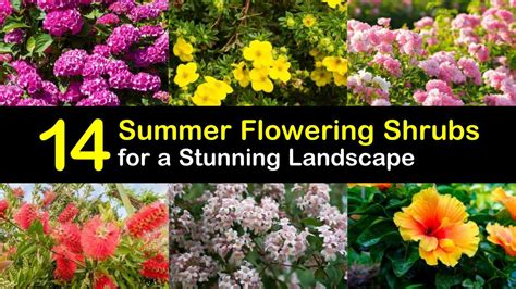 14 Summer Flowering Shrubs for a Stunning Landscape