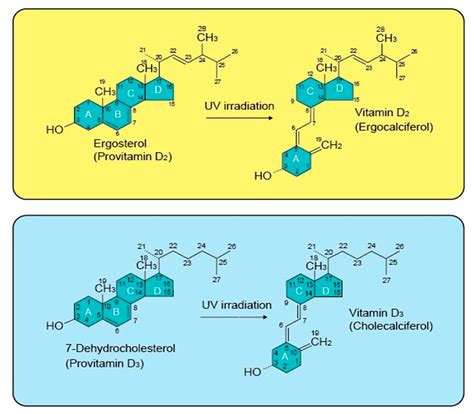 IJMS | Free Full-Text | A Narrative Role of Vitamin D and Its Receptor: With Current Evidence on ...