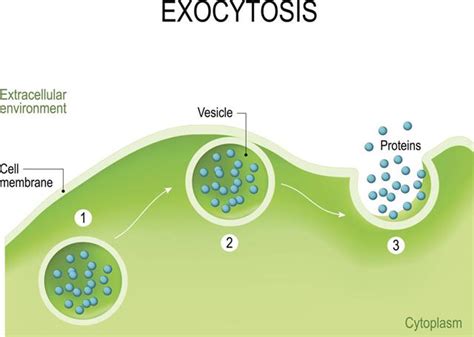 Vesicle In Animal Cell