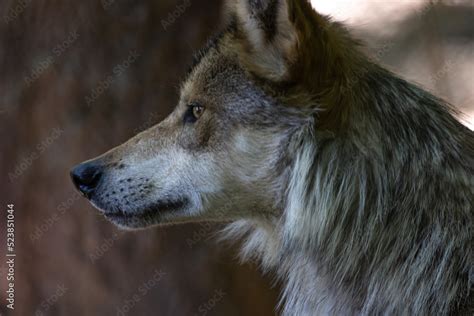 Mexican Wolf Head Shot Close-Up Side View Stock Photo | Adobe Stock