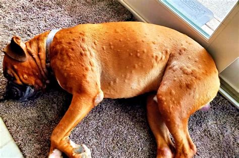 Understanding Dog Hives: Causes, Symptoms, and Treatment Options-Puainta®