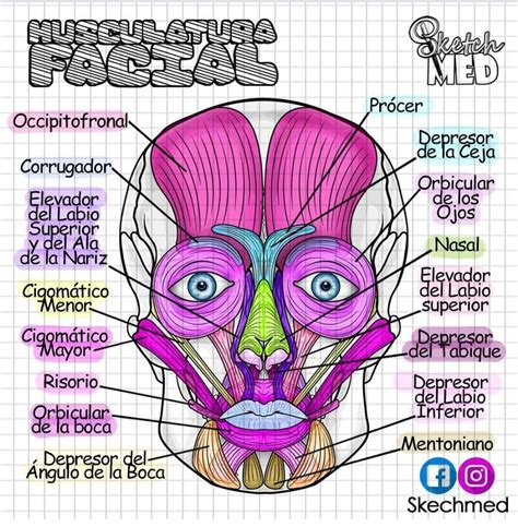 musculatura facial | Medical school essentials, Medical anatomy, Medicine student