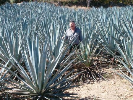 Piteralandia: Agave tequilana Weber