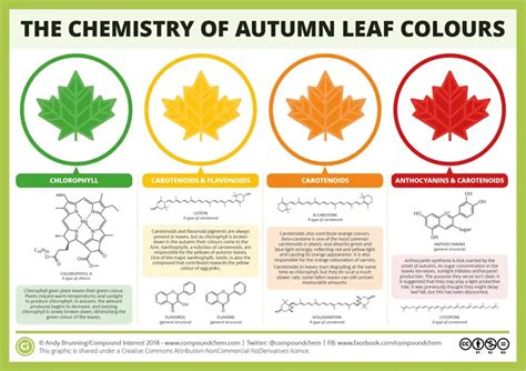 Why Do Leaves Change Color in the Fall? | Science Facts