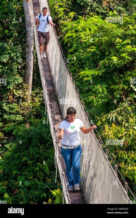 Elevated canopy walk hanging bridges. A rain forest canopy walkway in ...