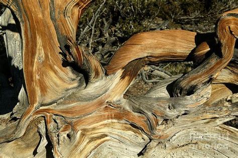 Bristlecone Pine Art Print by Inga Spence | Art prints, Bristlecone pine, Inga