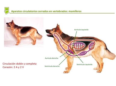 conosimiento animal