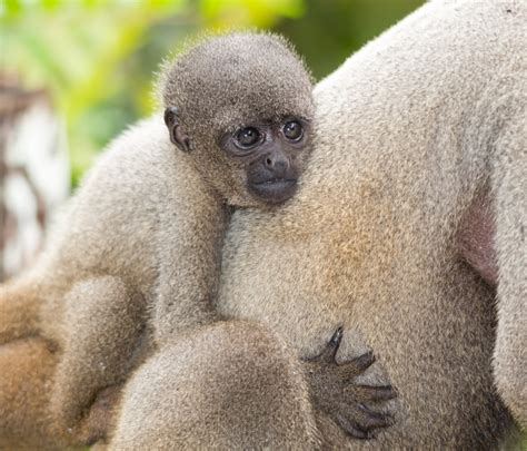 30 fascinating facts about primates