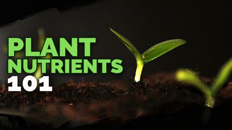 Plant Nutrition 101: All Plant Nutrients and Deficiencies Explained - Herbal Plant Power