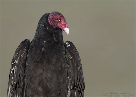 Turkey Vulture close up – On The Wing Photography