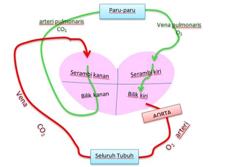 Advance: Sistem Peredaran darah