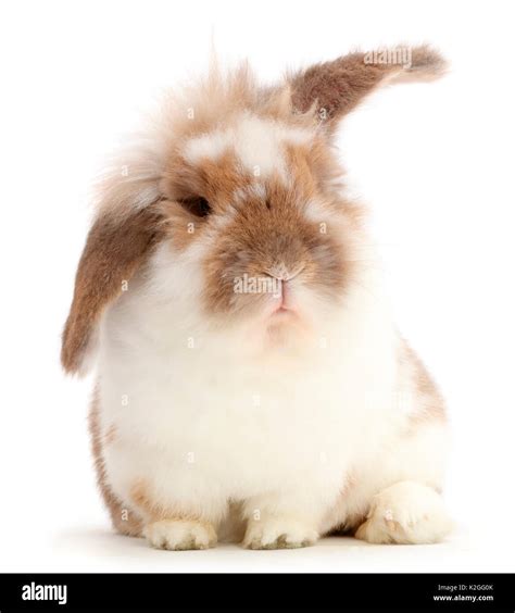 Brown and white rabbit portrait Stock Photo - Alamy