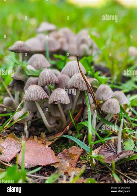 Psilocybe semilanceata macro close up hi-res stock photography and ...