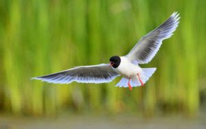 30 Types of Seagulls: A Fascinating Look at Their Diversity