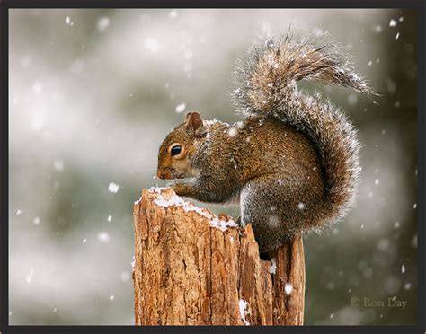 Eastern Gray Squirrel in Snow