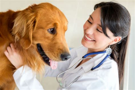 Doggedly Pursuing the Right Vet for Your Pet – American Kennel Club