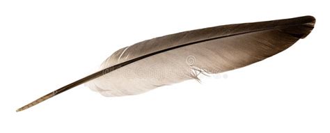 Natural Bird Feathers Isolated On A White Background. Pigeon And Goose ...