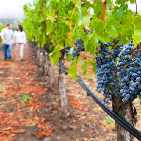 Sonoma County Wineries - 2019's Best Wineries & Tours