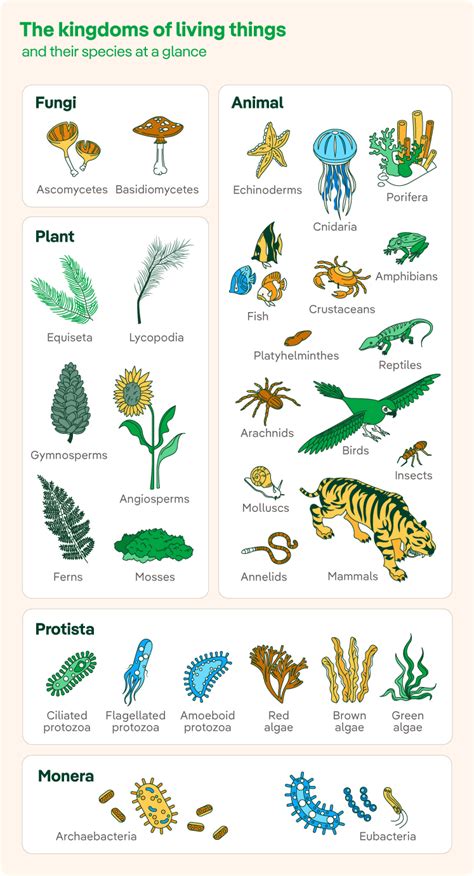 Biology 5 Kingdoms of Living Things Classification - Iberdrola