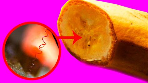 Banana UNDER THE MICROSCOPE Spring Of Secrets - YouTube