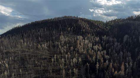 Future wildfires could wipe out New Mexico forests and communities ...