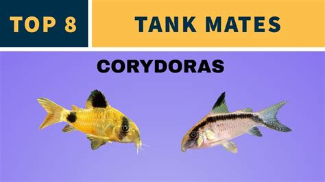 CORYDORAS TANK MATES - YouTube