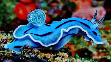 10 Most Beautiful Slugs In The World - YouTube