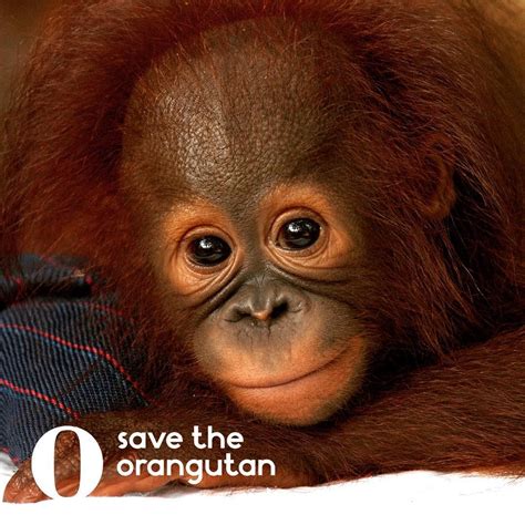 Pin by Branimir Sokačić on mali majmun beba in 2020 | Orangutan, Save the orangutans, Baby orangutan