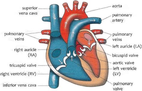 Given below is a diagram of human heart. Draw it in your | KnowledgeBoat