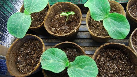 How to grow pumpkin plant from seeds. (germination of pumpkin) - YouTube