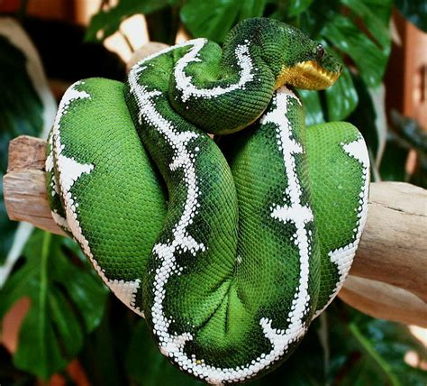 Emerald Tree Boa | Snakes