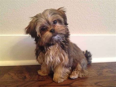 Top 17 Tips for Future Shorkie Owners 1 | Shorkie puppies, Shorkie dogs, Puppies