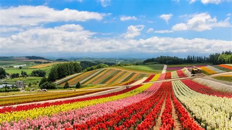 Hot Shots: Hokkaido's Flower Fields | Escapism TO