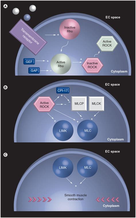 Rho kinase inhibitors for treatment of glaucoma. - Abstract - Europe PMC